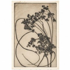 The etched plate: sprays of small dark flowers on long, looping stems against a pale sepia ground, within a cream border.