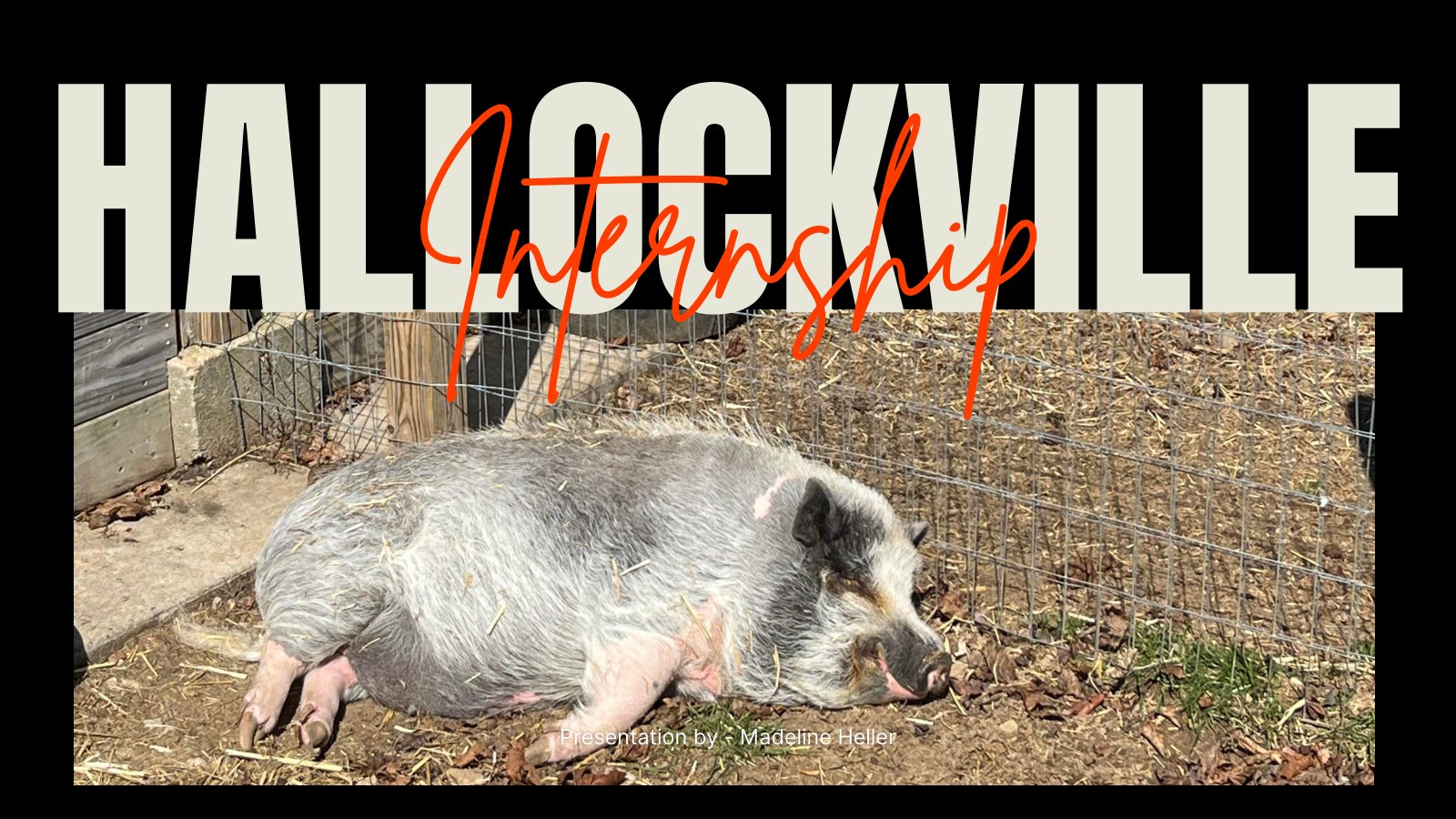 Title slide: &lsquo;Hallockville Internship,&rsquo; a presentation by Madeline Heller, over a photo of a pig resting in a sunny farm pen.