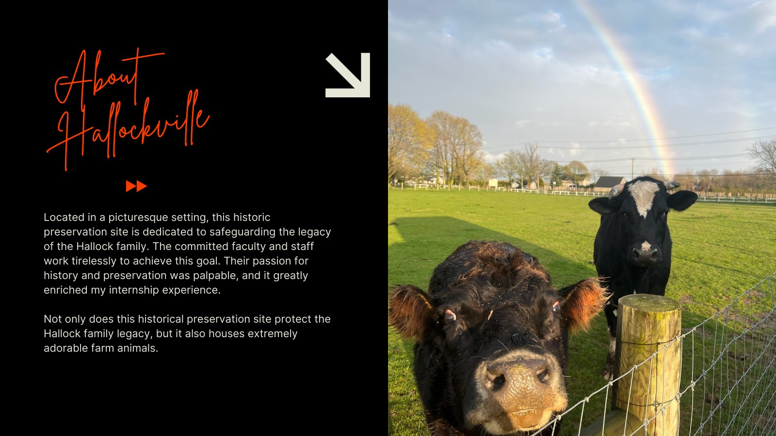 &lsquo;About Hallockville&rsquo; slide describing the site&rsquo;s mission to preserve the Hallock family legacy, beside a photo of two cows in a green field under a rainbow.