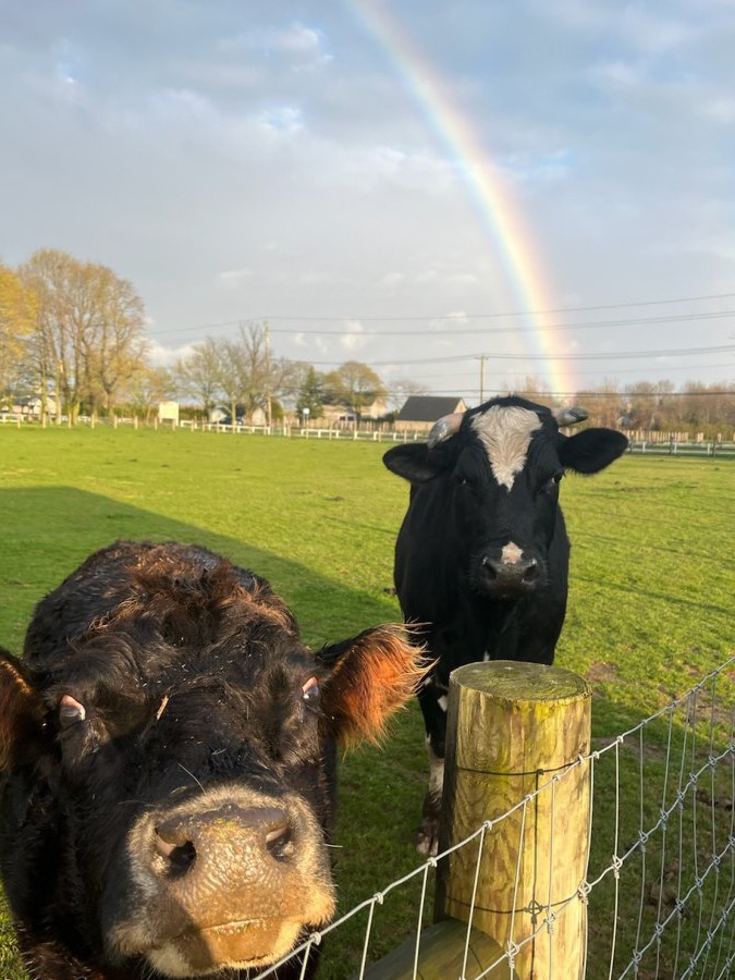 Hallockville Museum Farm internship: two cows at a fence in a green pasture under a rainbow.