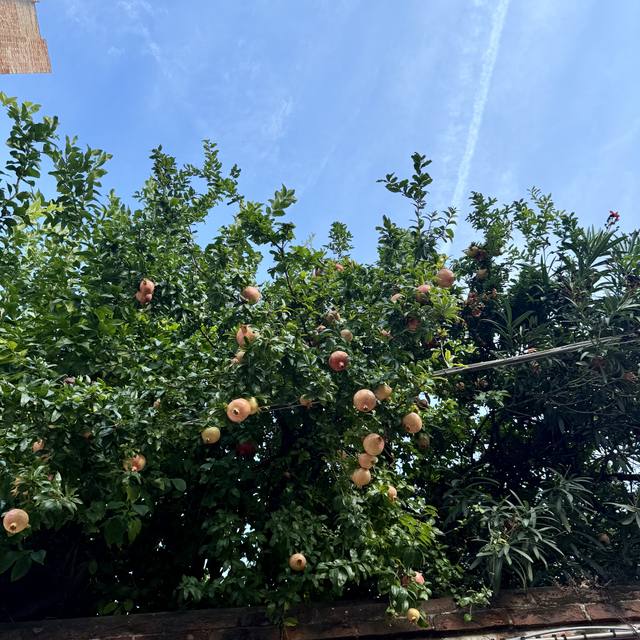 Venice Biennale, Around Venice & Extras, Fun Images